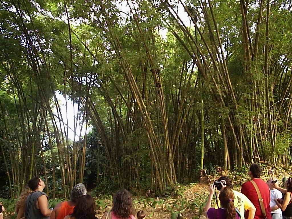 Pessoas observando símios em um bambuzal