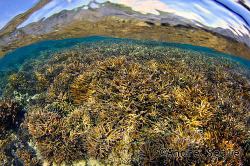 Foto de coral sob água cristalina