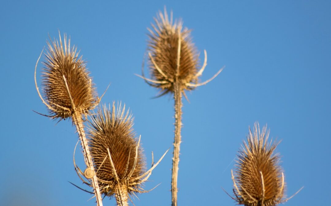 Vejo flores em você